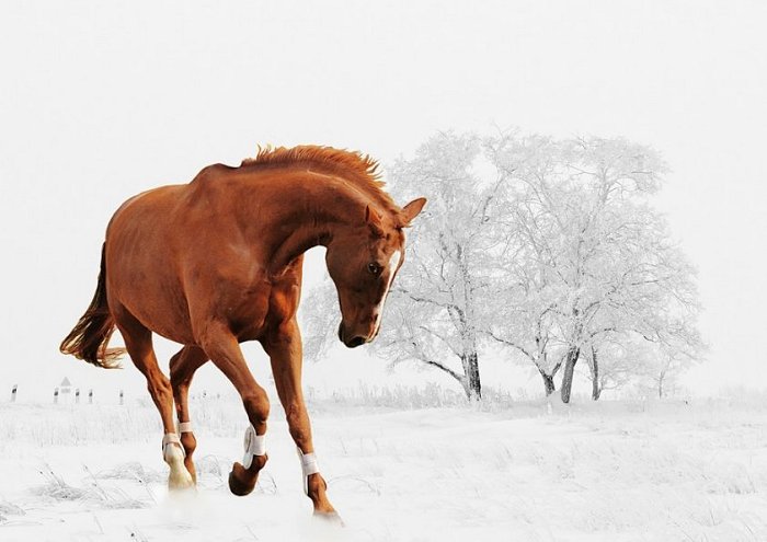 Winter Horse Play Snow Animal Nature 